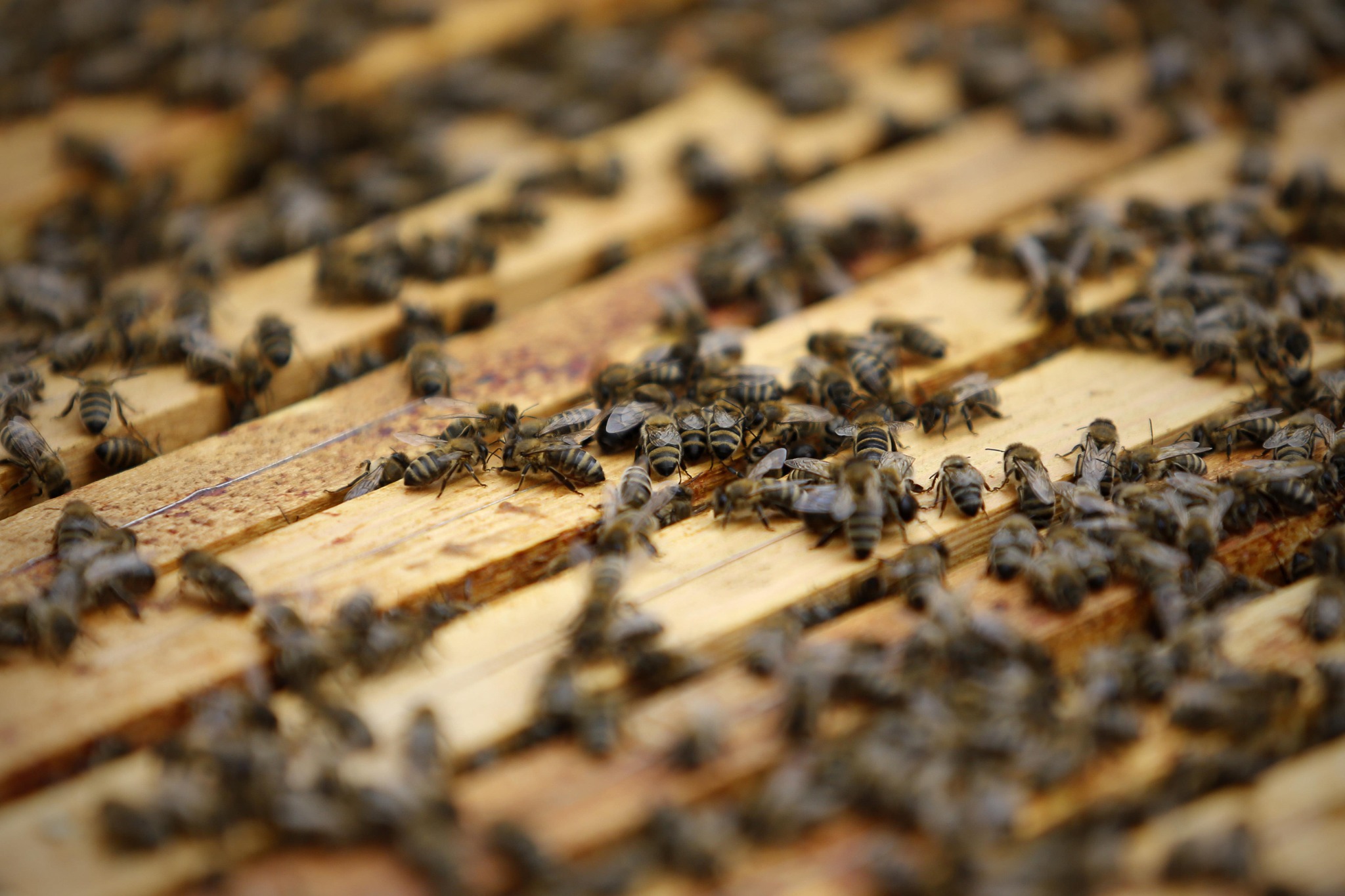 Pszczoły na plastrze